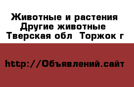 Животные и растения Другие животные. Тверская обл.,Торжок г.